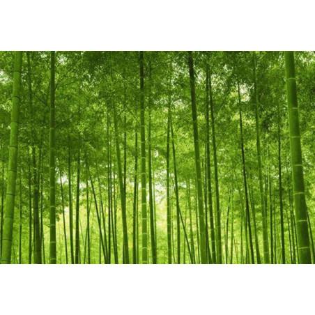 BAMBOO FOREST Poster